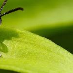 Bug Master