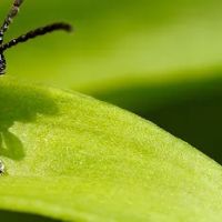 Bug Master ico