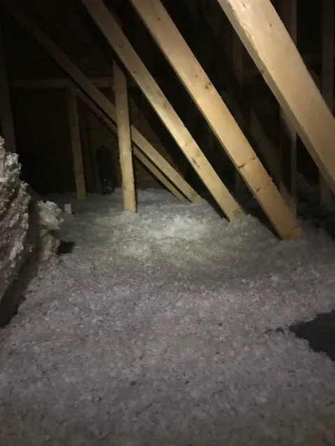 Pest Control Solutions Picture 3