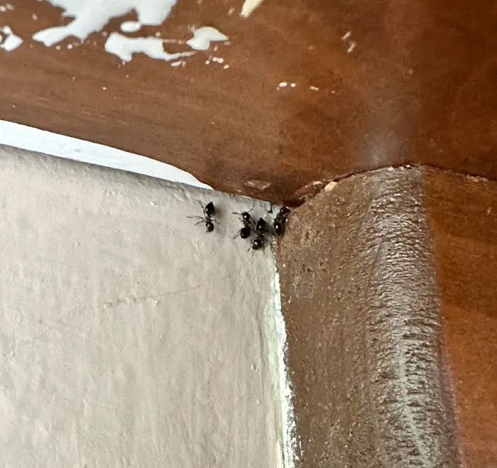 Stewart Pest Solutions Picture 9