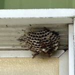 Stewart Pest Solutions