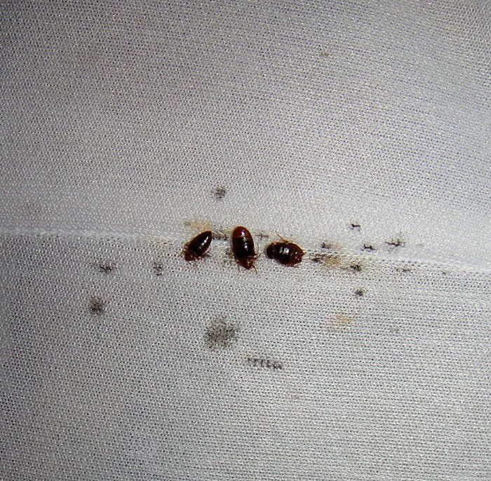 Powers Pest Control Picture 3