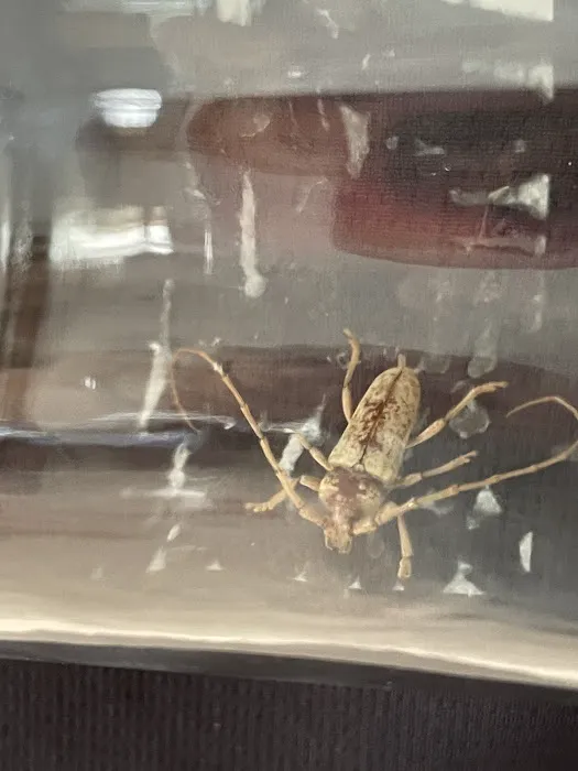 Bugzilla Pest Control, LLC Picture 7