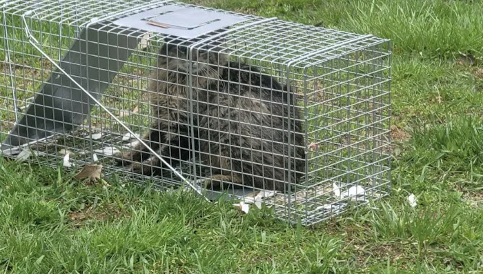 Bugzilla Pest Control, LLC Picture 8