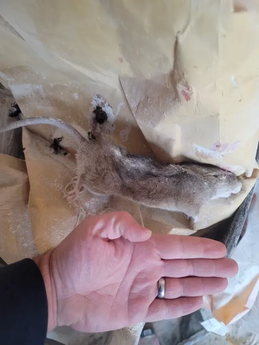 Bugzilla Pest Control, LLC Picture 1