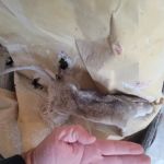 Bugzilla Pest Control, LLC