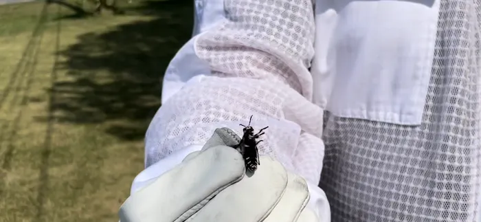Bugzilla Pest Control, LLC Picture 6