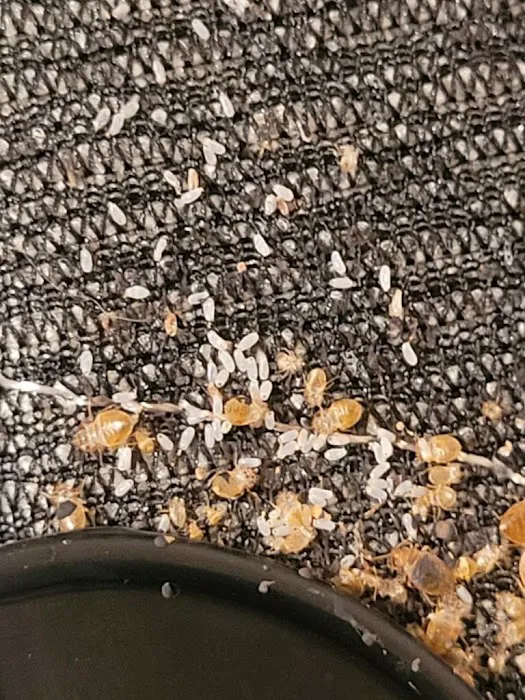 Bugzilla Pest Control, LLC Picture 2