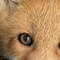 Act Live Trapping Services ico