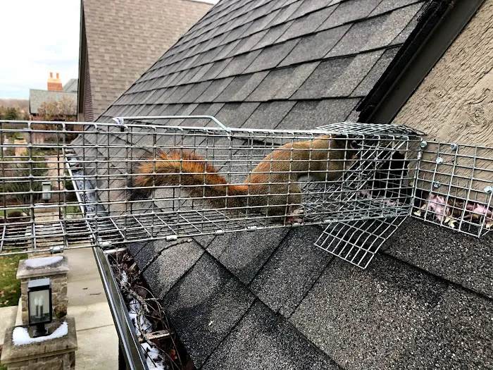 Act Live Trapping Services Picture 4