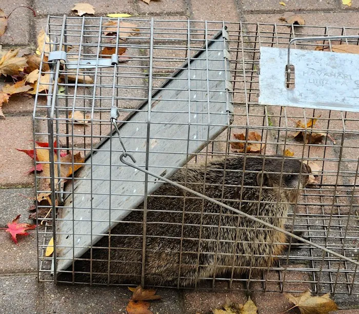 Act Live Trapping Services Picture 8