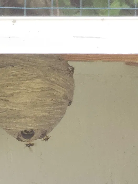 Bee Effective Pest Control LLC Picture 7