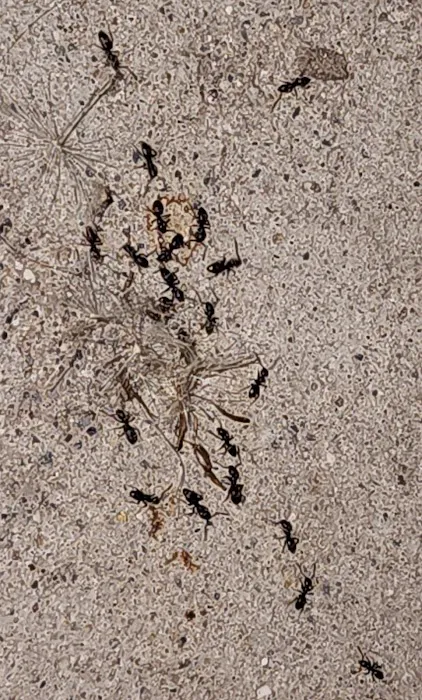 Bee Effective Pest Control LLC Picture 4
