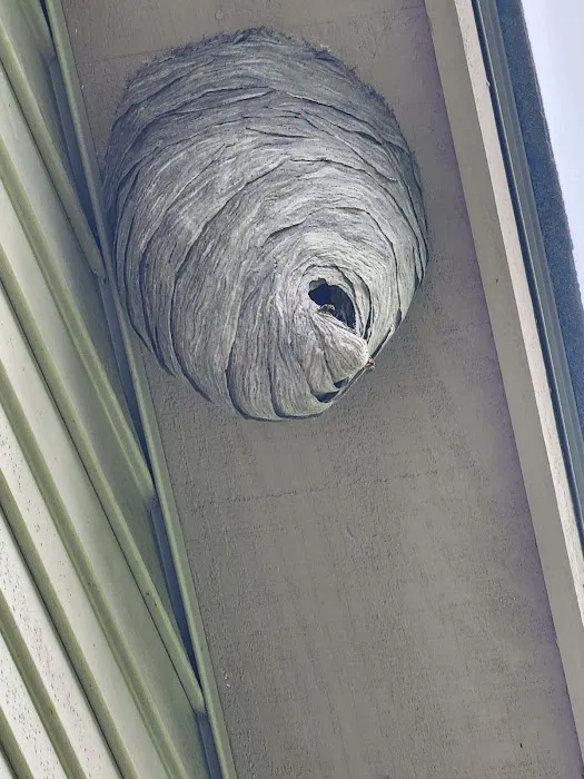 Bee Effective Pest Control LLC Picture 9