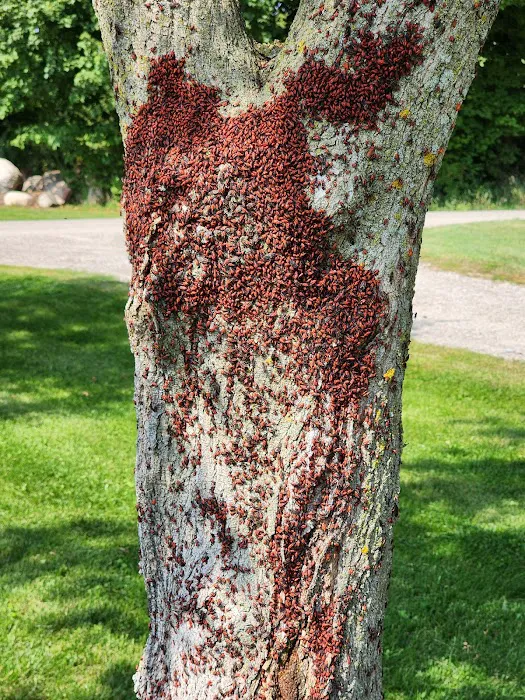 Bee Effective Pest Control LLC Picture 8