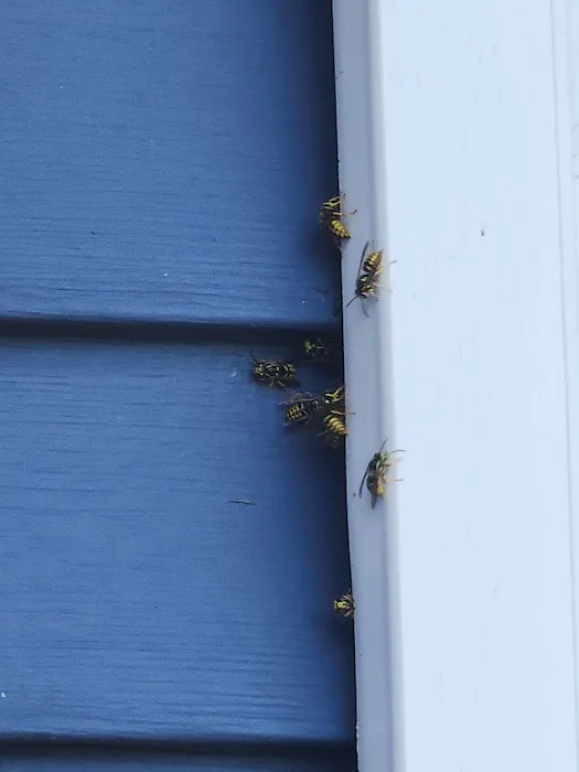 Bee Effective Pest Control LLC Picture 3