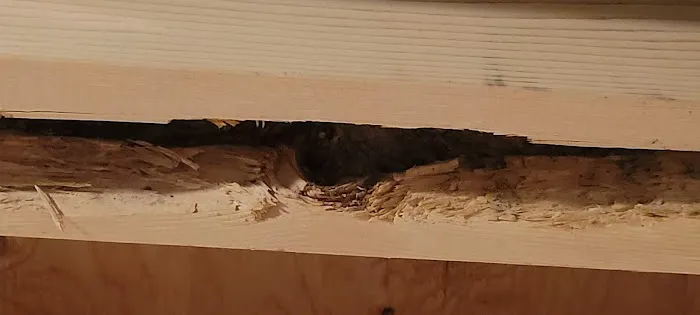 All-N-One Pest Control Picture 4