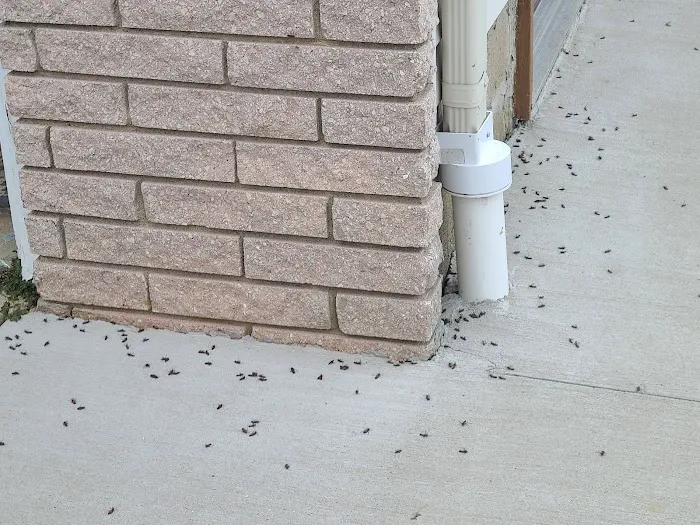 All-N-One Pest Control Picture 7