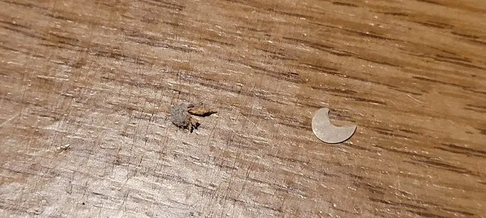 All-N-One Pest Control Picture 3
