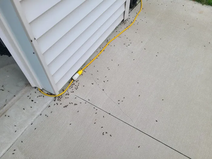 All-N-One Pest Control Picture 2