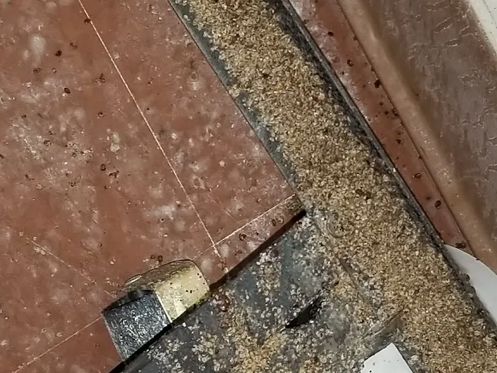 All-N-One Pest Control Picture 6