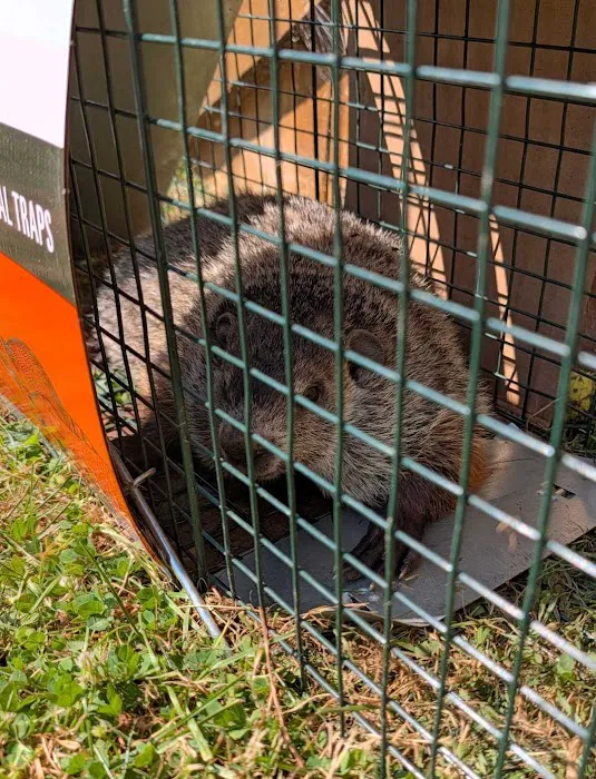 King James Wildlife Trapper Picture 5