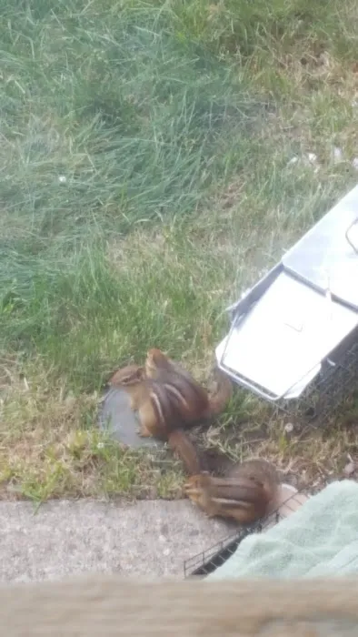 King James Wildlife Trapper Picture 2