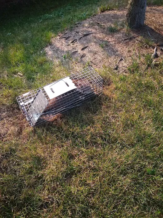 King James Wildlife Trapper Picture 10