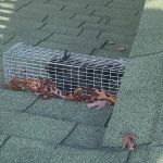 King James Wildlife Trapper