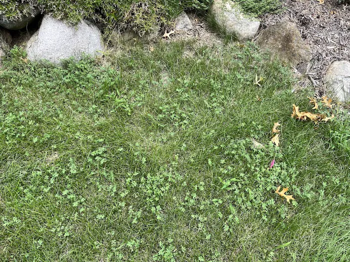 Natural Way Lawn, Tree & Pest Control Service Picture 6
