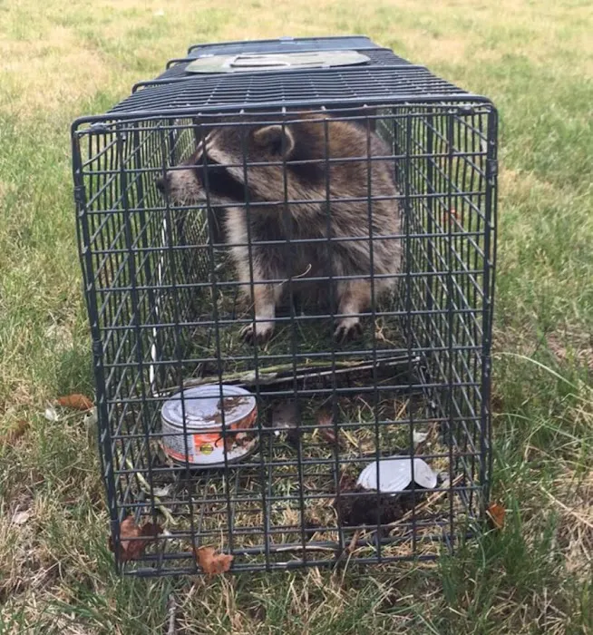 Precision Wildlife Removal Picture 1