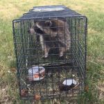 Precision Wildlife Removal
