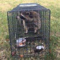Precision Wildlife Removal ico