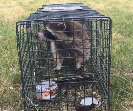 Precision Wildlife Removal