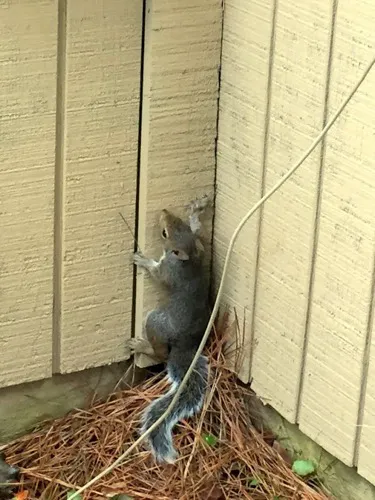 Precision Wildlife Removal Picture 5