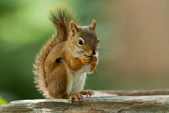 Precision Wildlife Removal Picture 6