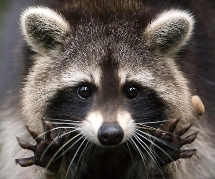 Precision Wildlife Removal Picture 9
