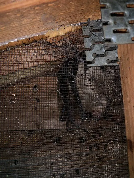 Precision Wildlife Removal Picture 4