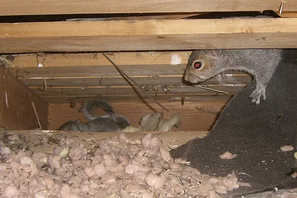 Precision Wildlife Removal Picture 7