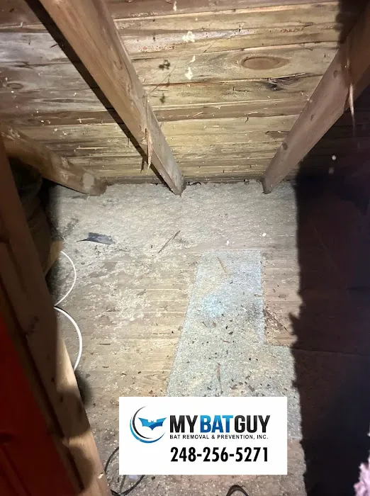 Bat Removal And Prevention, Inc. Picture 6