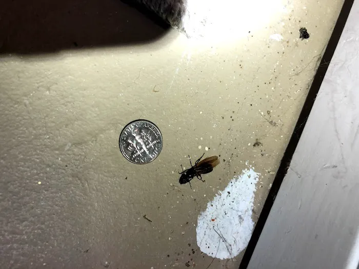 Veteran Pest Control(Military Veteran Owned) VA FHA Inspection's Picture 4