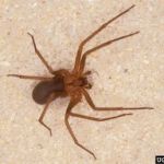 Palladin Pest Control LLC