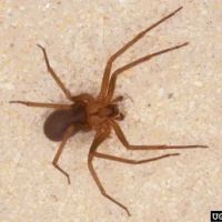Palladin Pest Control LLC ico