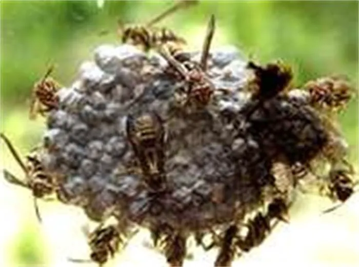 Palladin Pest Control LLC Picture 3