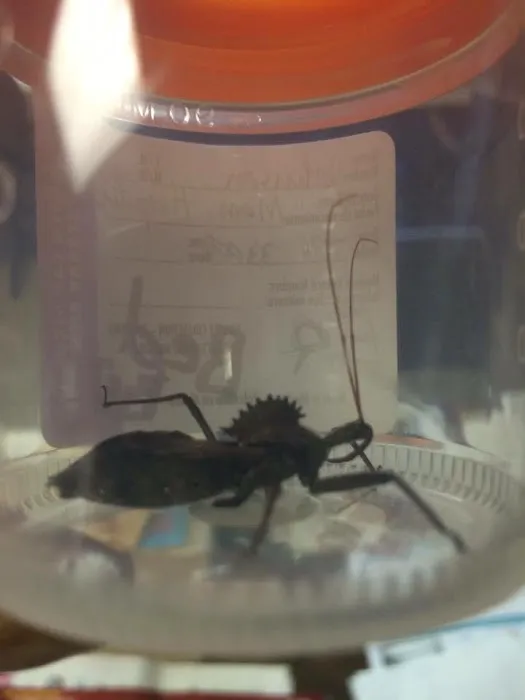 Affordable Pest Control Indianapolis | Residential, Commercial Pest Control, Bed Bugs, Stinging Insects, & Rodents Control Picture 5
