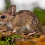 Action Pest Control