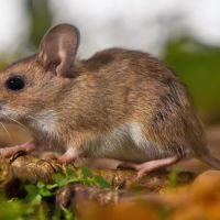 Action Pest Control ico