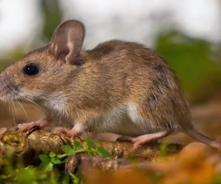Action Pest Control