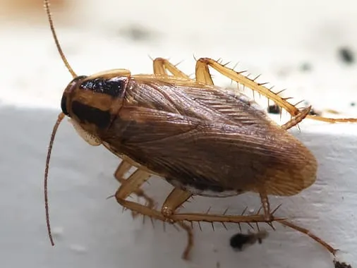 Action Pest Control Picture 3