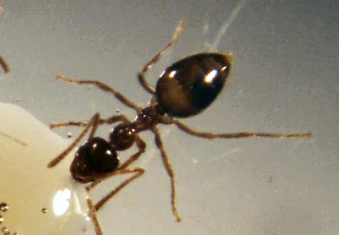 Reliable Exterminators Inc Picture 2
